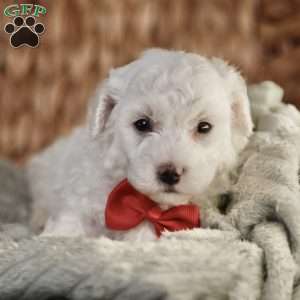 Bobby, Bichon Frise Puppy